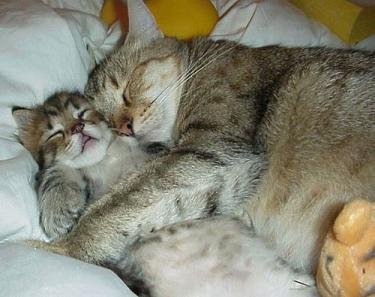 [Cats+cuddling.jpg]