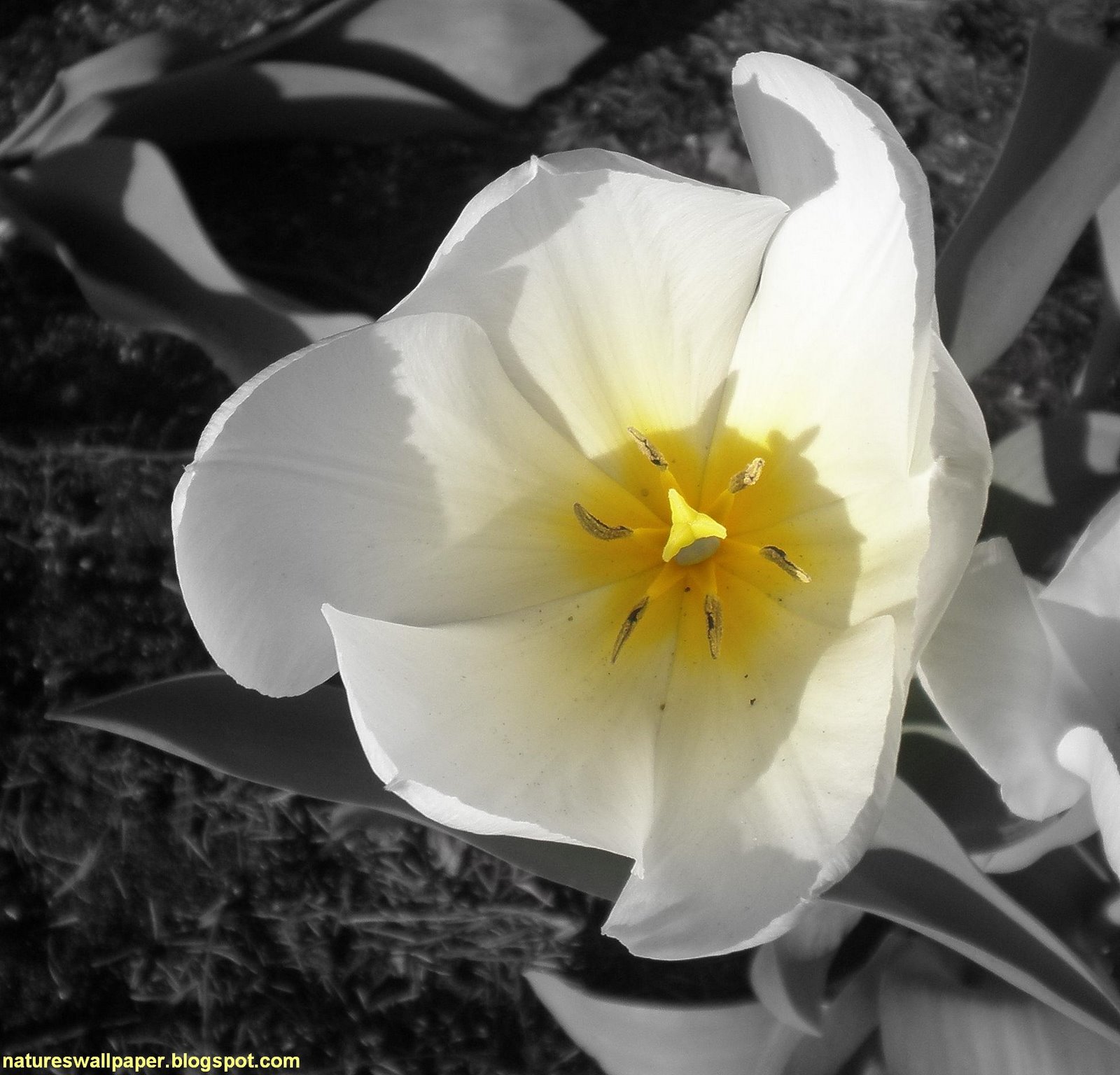 [White+And+Yellow+Tulip.jpg]