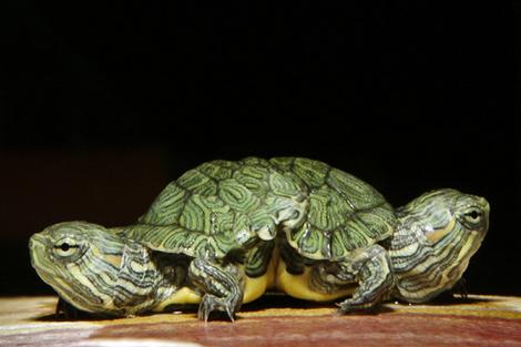 [Two+Headed+Turtle.jpg]