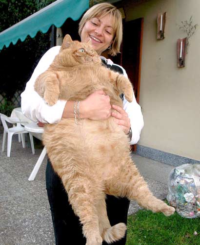 [Huge+Cat.jpg]