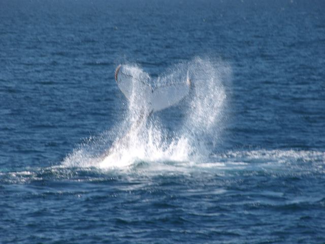 [whale2.jpg]