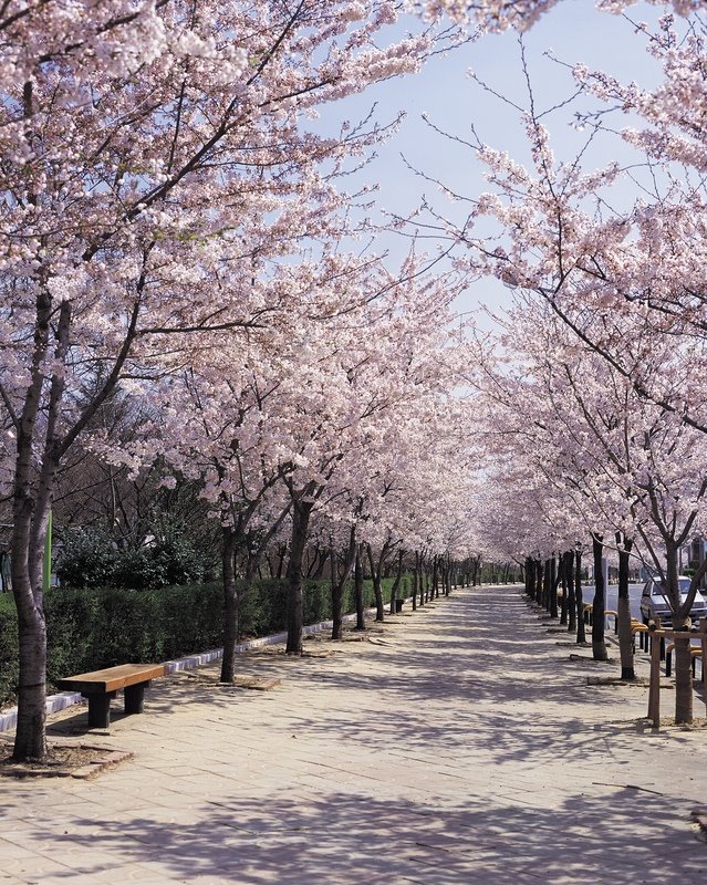 [Sakura_sidewalk.jpg]
