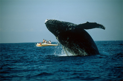 [humpback-whale-707643-ga.jpg]