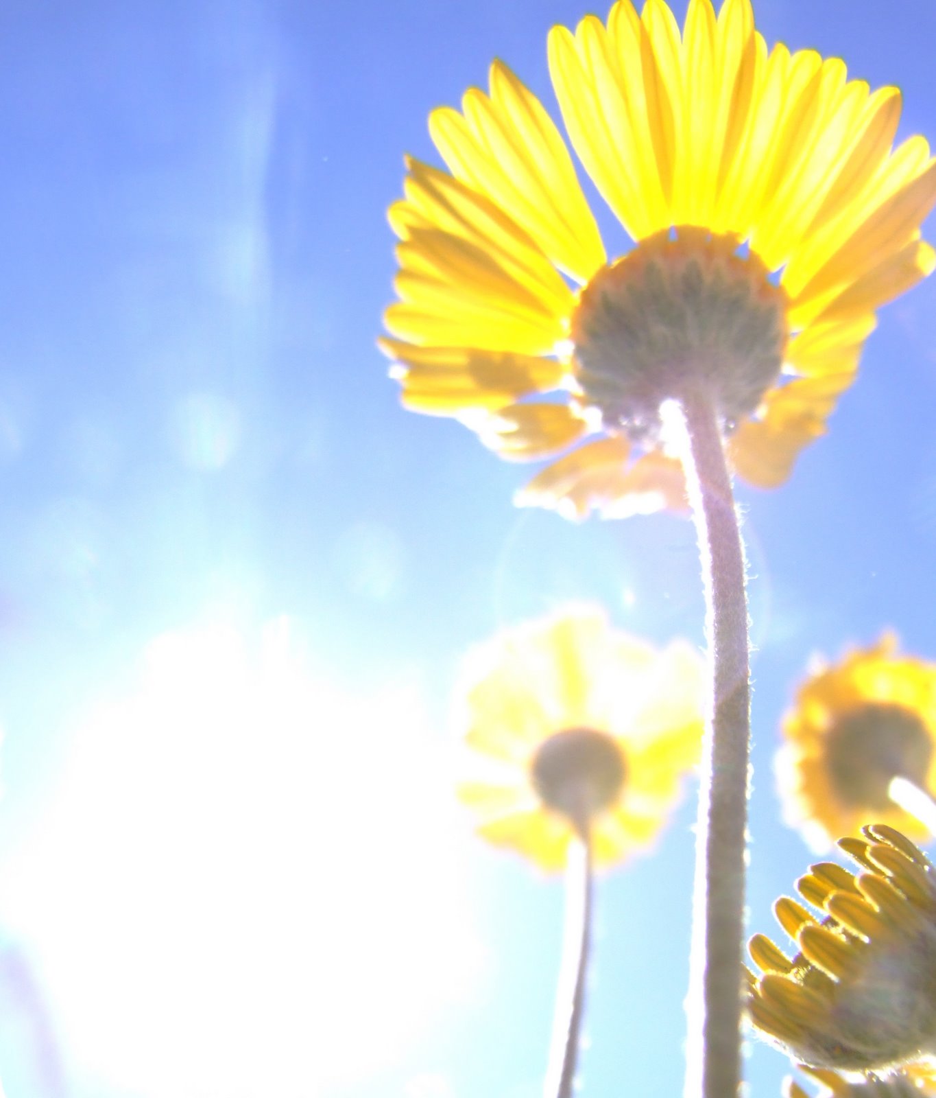[sunnyflowers.jpg]