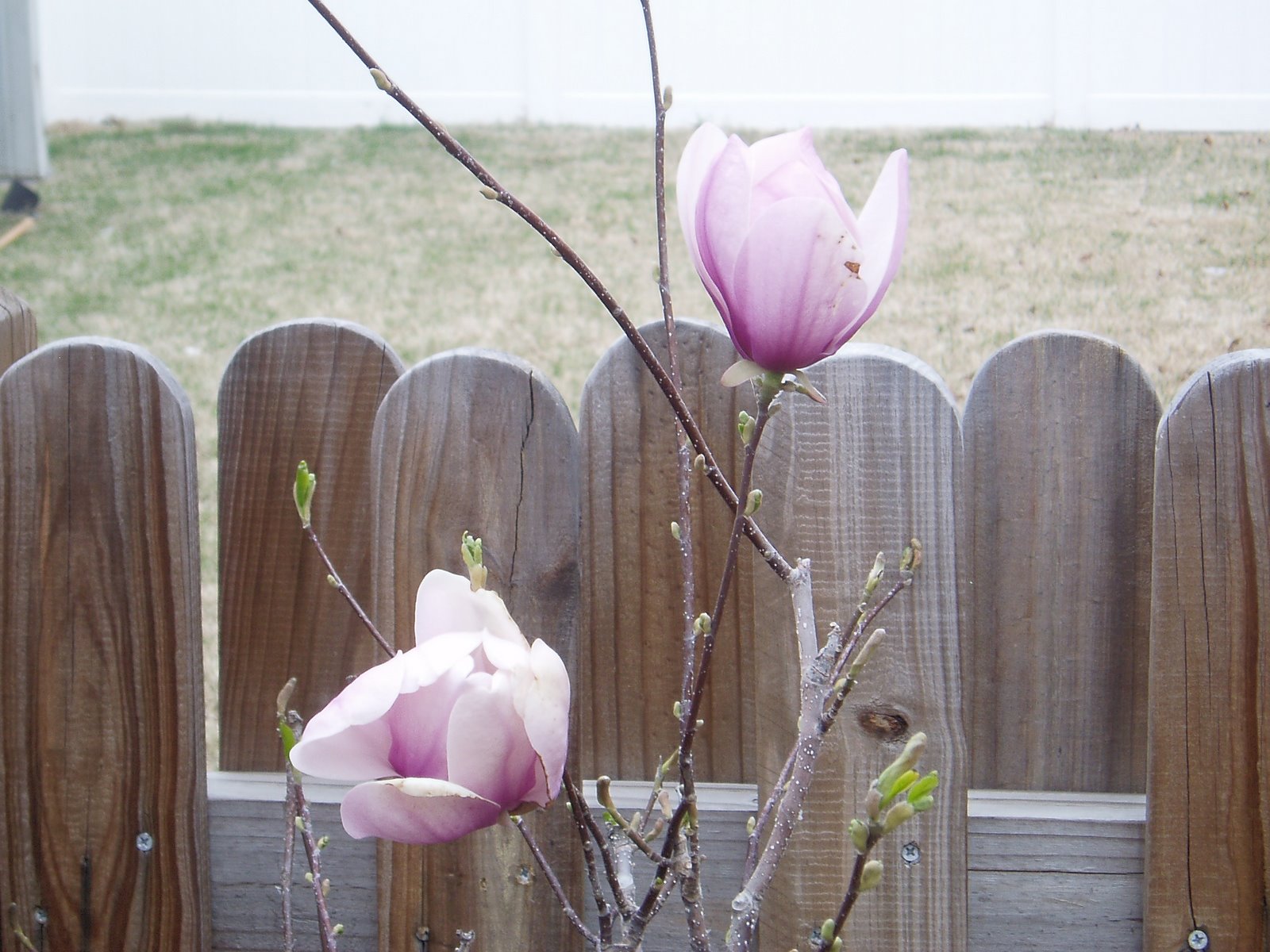[First+Magnolia+blooms.jpg]