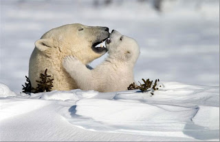 polar bear teaching her baby