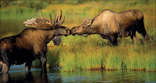 reindeer kissing