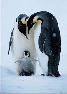 family of penguin