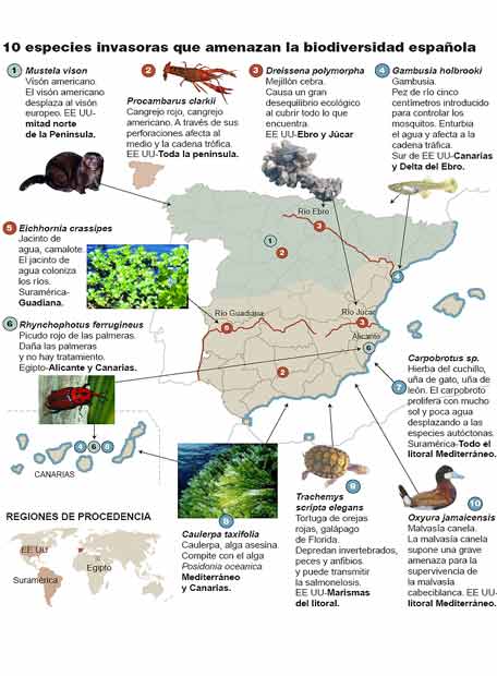 [Especies_amenazan_biodiversidad_espanola.jpg]