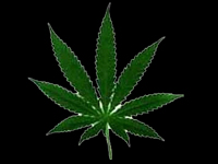 [cannabis.jpg]