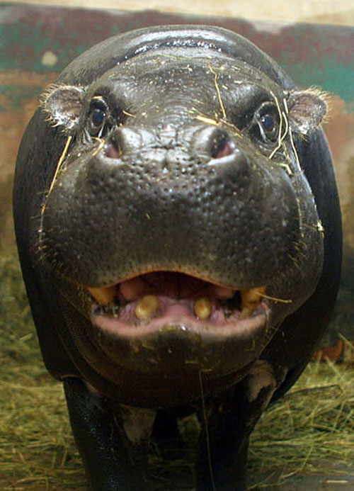 [funniest_hippopotamus_ever.jpg]