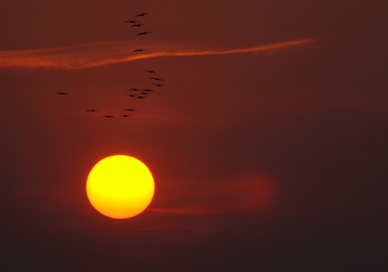 [amazing_sunset_evening_birds_flying.jpg]