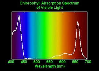 Chlorophyll.jpg