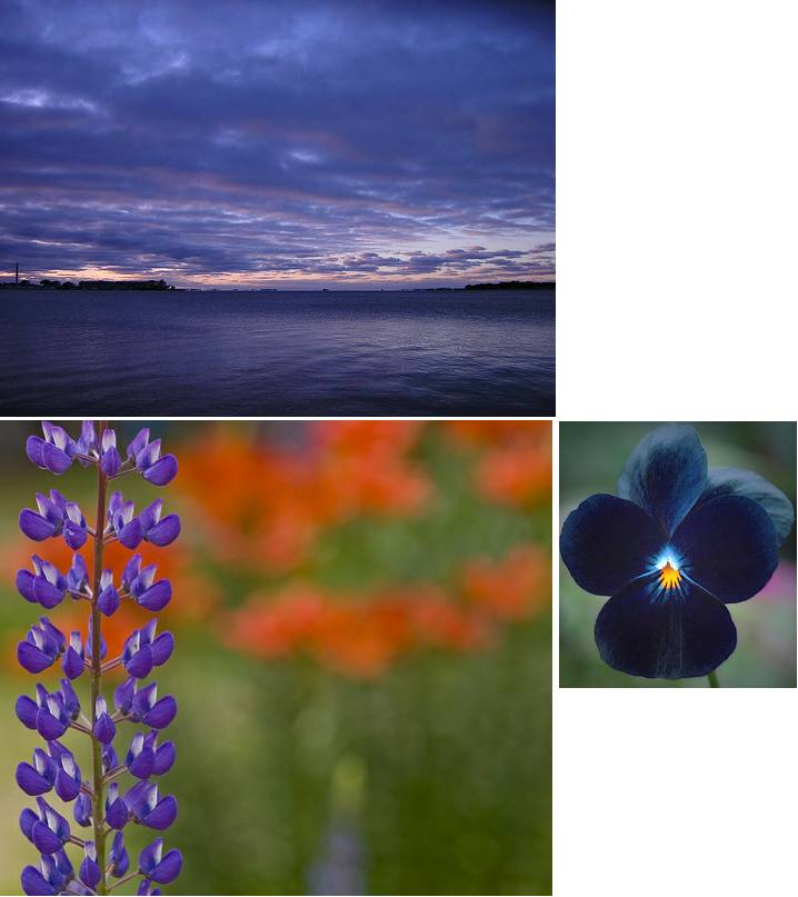 [blue+violets.jpg]