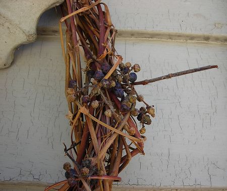[blog-ivy+wreath+and+shriveled+grapes.jpg]