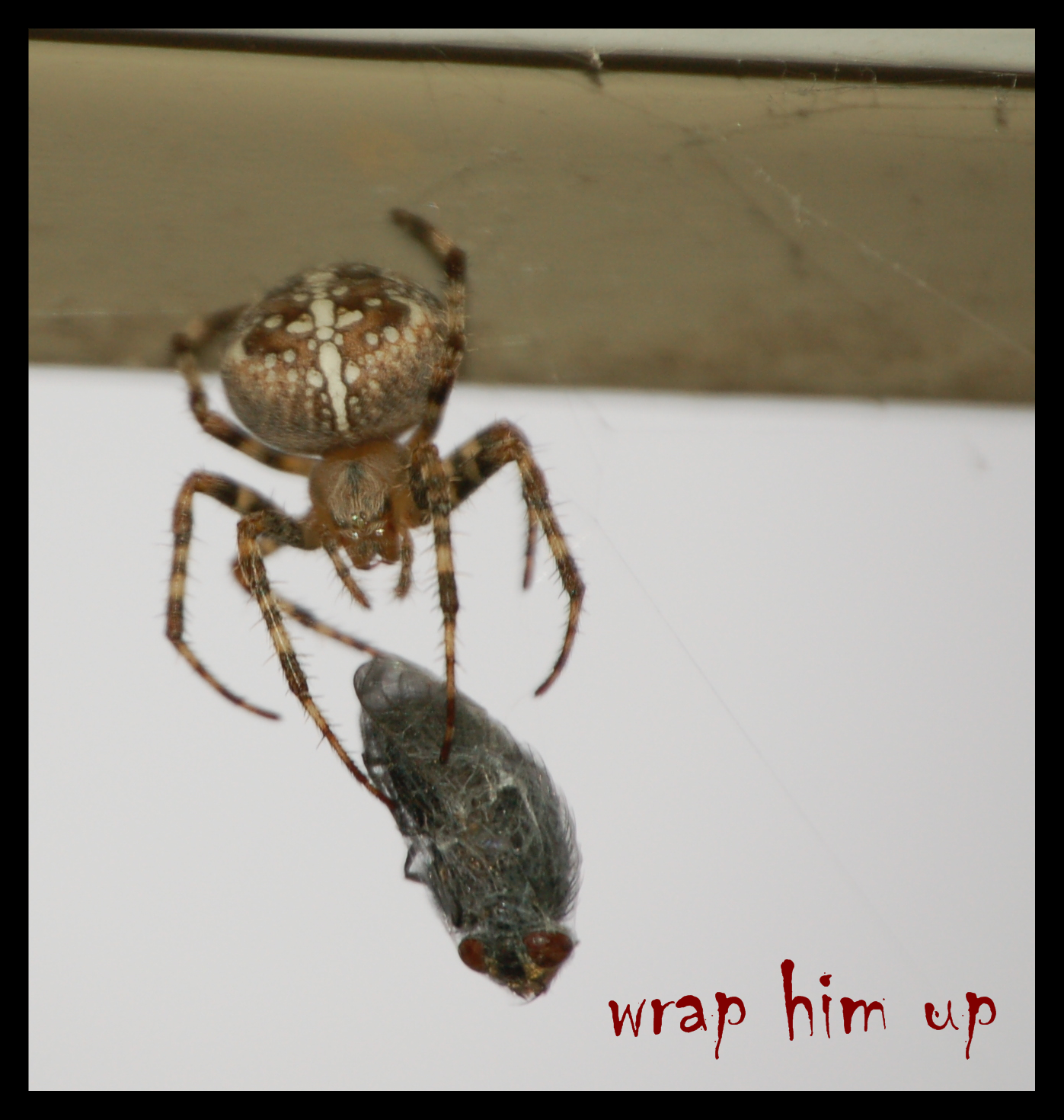 [wrap+him+up.png]