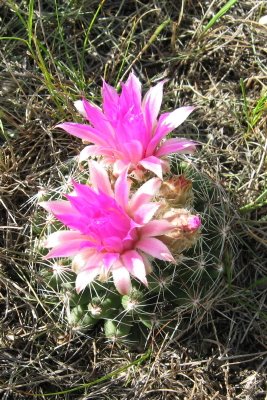 [pink+cactus+blooming_1.jpg]