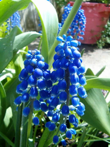 [grape-hyacinths-blue-vert.JPG]