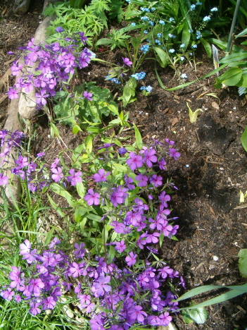 [purple-blooms-may-23-vert.JPG]