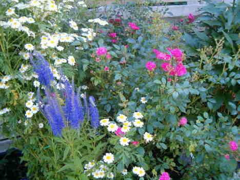[pot-pourri-flowers-july-horiz.JPG]