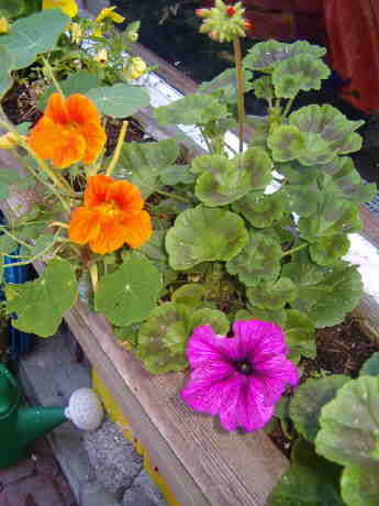 [nasturtium-flowering-box-july-=vert.JPG]