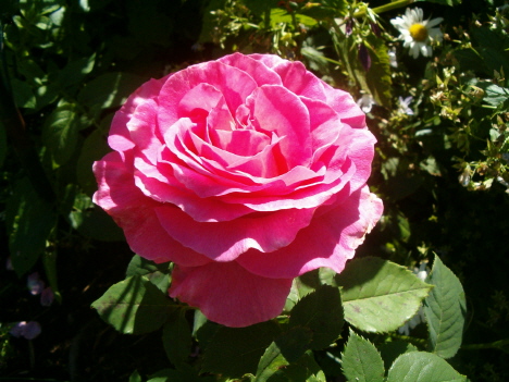 [pink-rose-horiz-august-1.JPG]