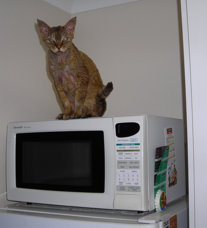 [Fleder+on+the+microwave+oven.jpg]