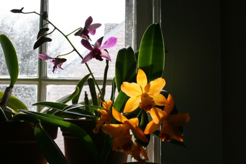 [orchids+in+january+2.jpg]