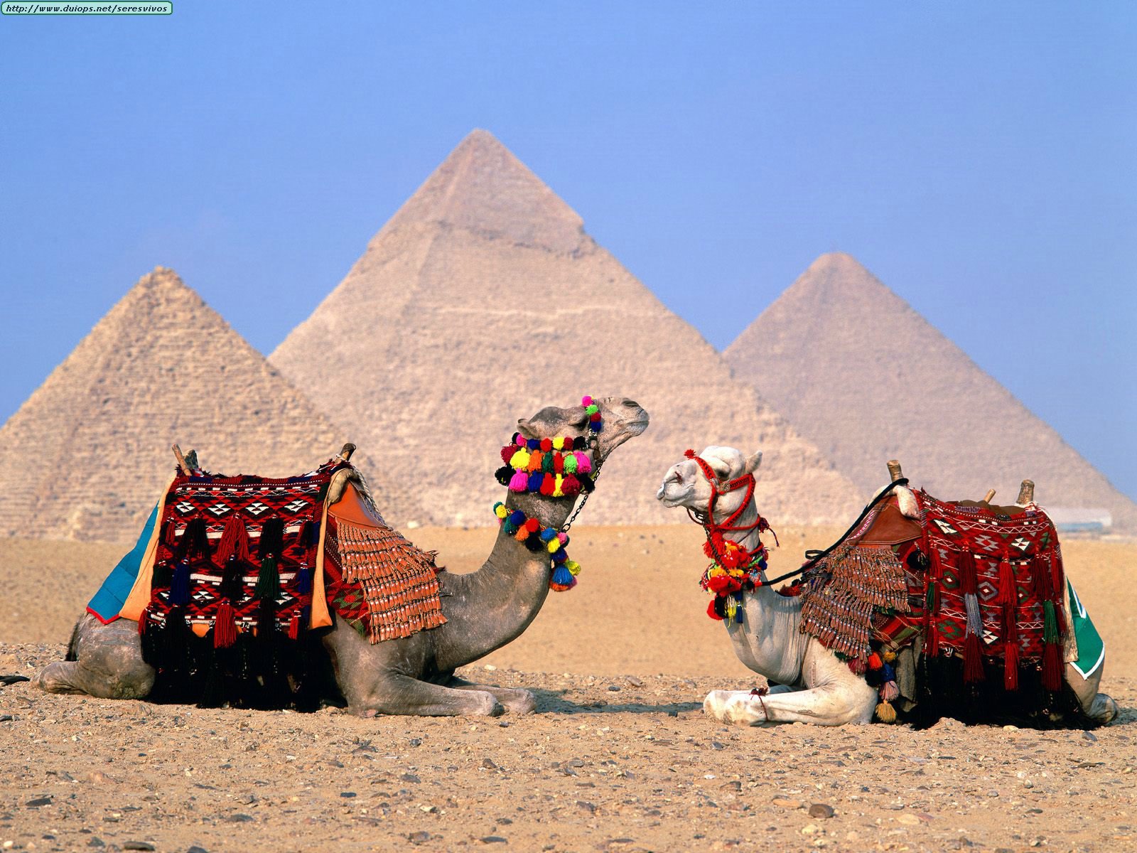 [Egypt, Cairo, Gizeh, Camels in front of Pyramid (1600x1200).jpg]