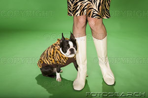 [animals-cape-boston-terrier-boot-animal-print-~-bcp630-07.jpg]