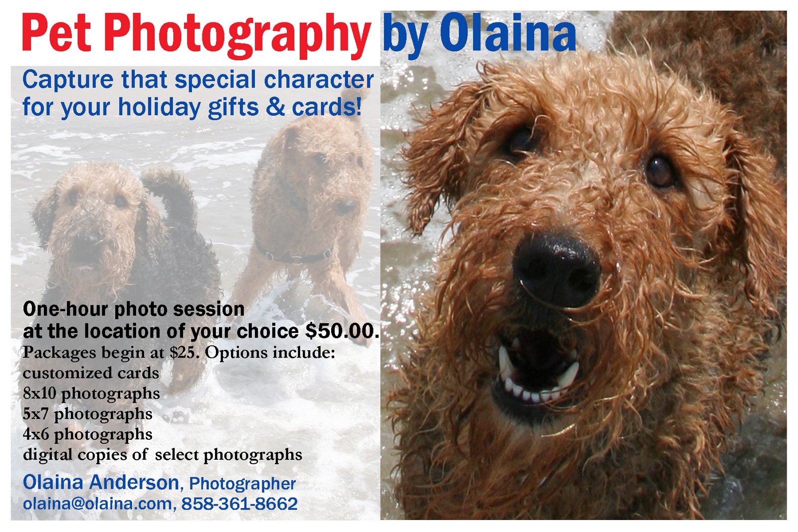 [Pet+Photography+Business+Card+bordered+copy.jpg]