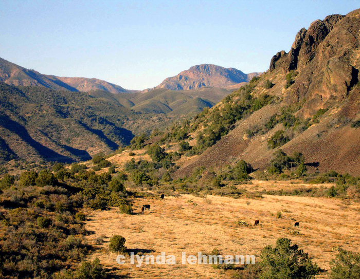 [Crags,+Canyons,+Grazing+Cattle.LR]