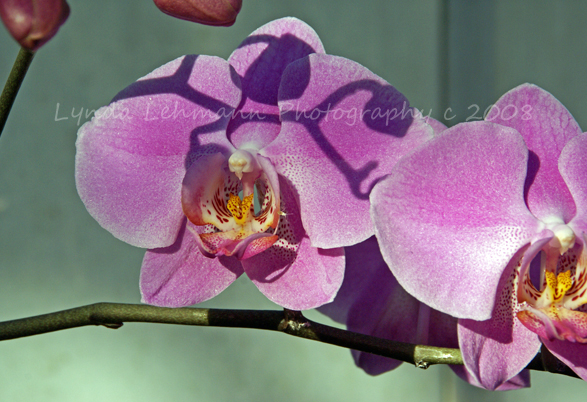 [Orchids+in+Afternoon+LightBLOG.jpg]