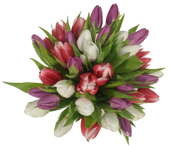 [b-tulipanes-variados-cos.gif]