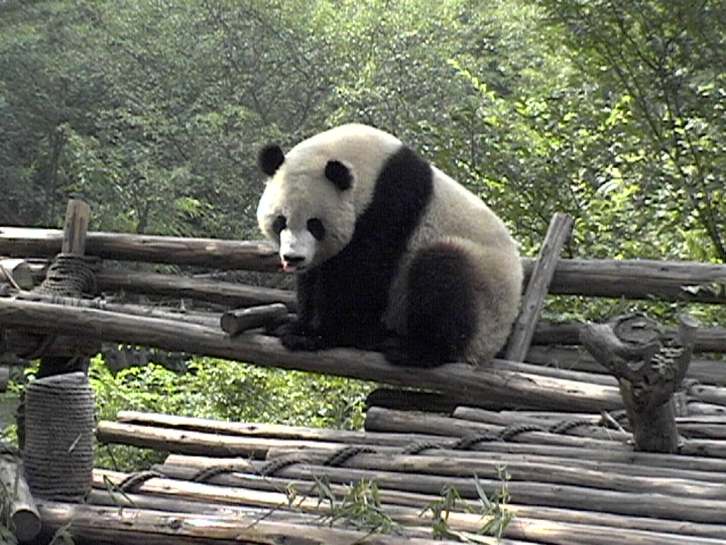 [Chengdu+-+Panda+2.JPG]