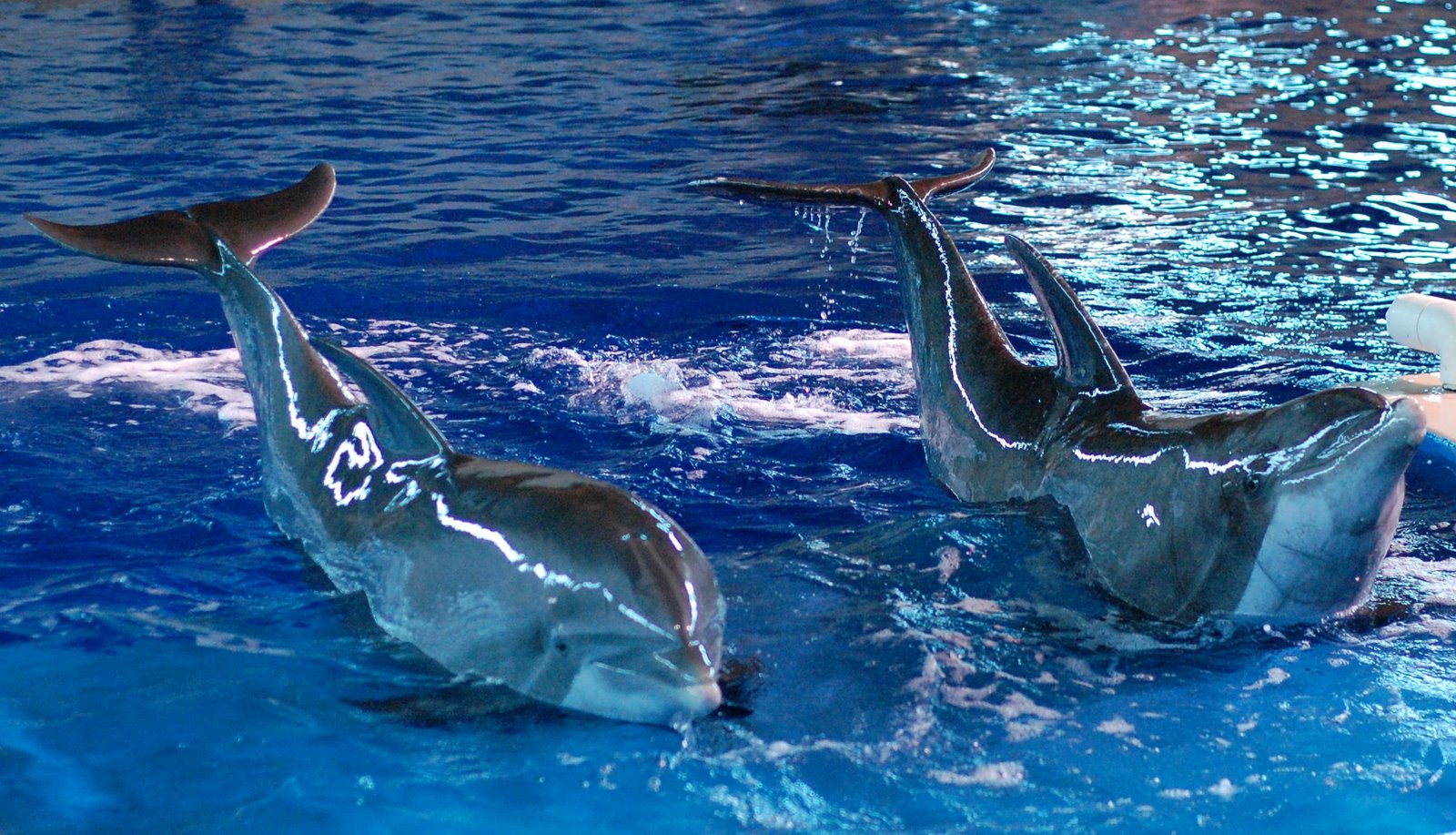 [dolphins.JPG]