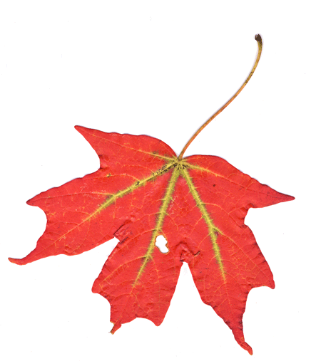 [leaf.gif]