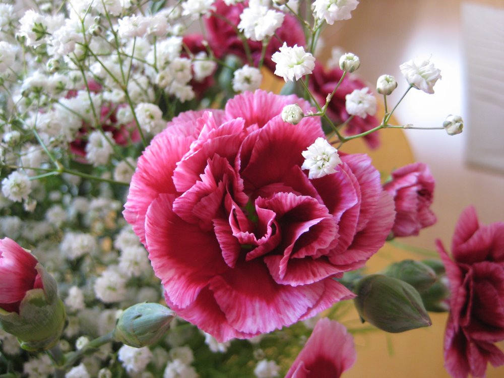 [carnation+close+up.jpg]