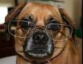 [000+dog+with+glasses.jpg]