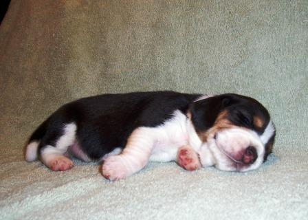 [Rogue's+beagle+puppies+07-07-08_01.jpg]
