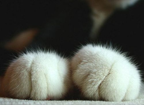 [cat+paws+cuteoverload.jpg]