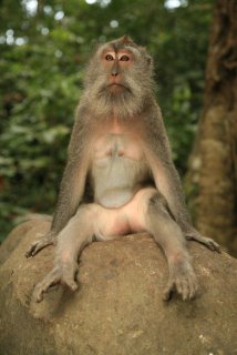 [monkey+sitting+in+ubud+bali-779841.JPG.jpg]