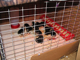 All ten babies 1 day old