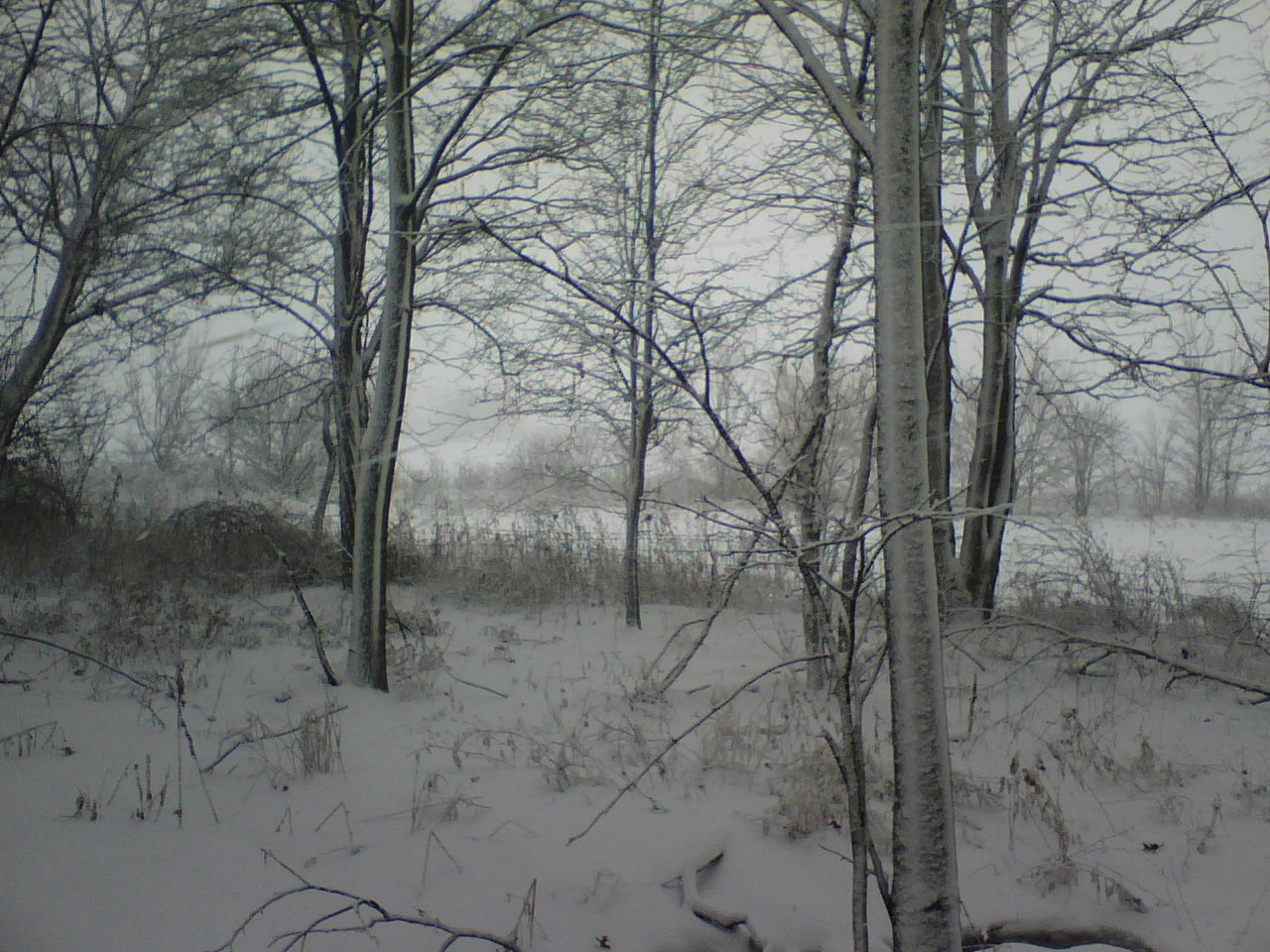 [Trees+In+Snow+07-12-16.jpg]