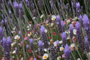 [944934_lavender_and_daisy_salad.jpg]