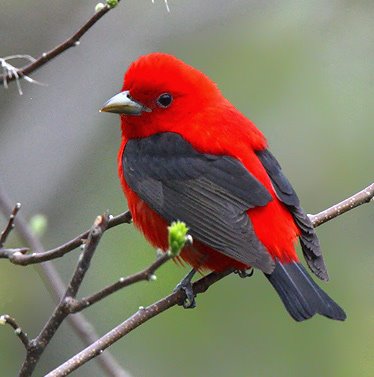 [BirdScarlet-Tanager.jpg]