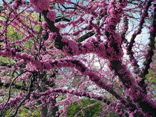 [floweringtree.jpg]