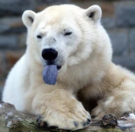 [polar-bear-tongue-tm.jpg]
