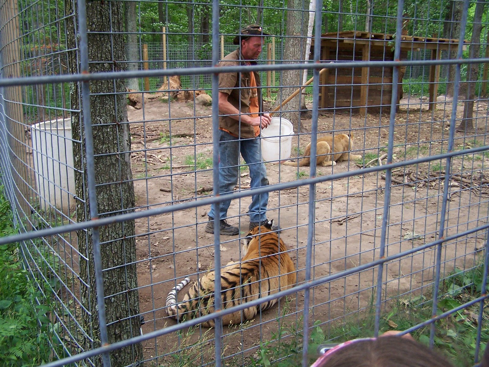 [bud+in+the+tiger+cage.jpg]