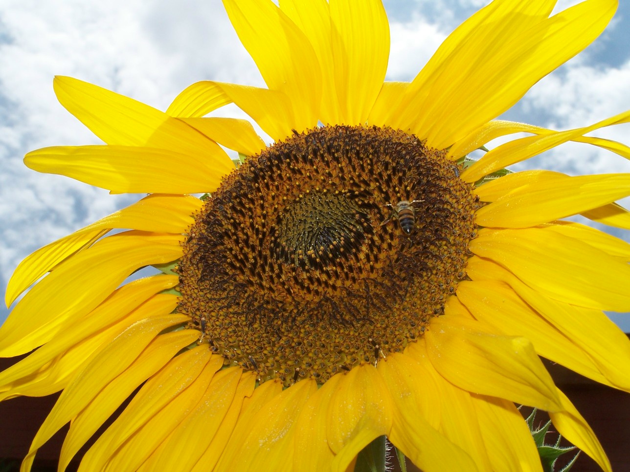[sunflower3.jpg]